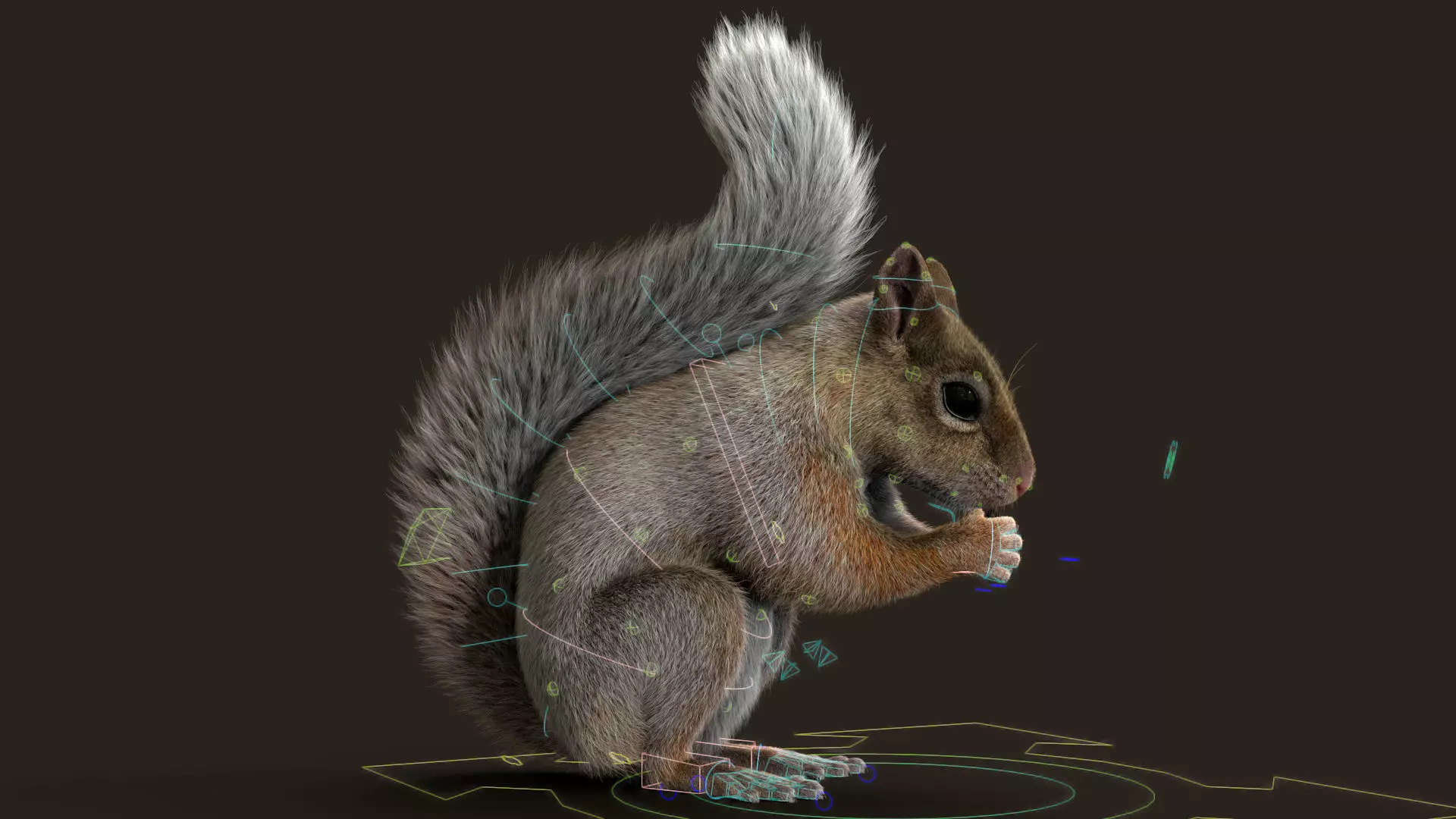 Brown Squirrel Xgen Rigged 3D model_2