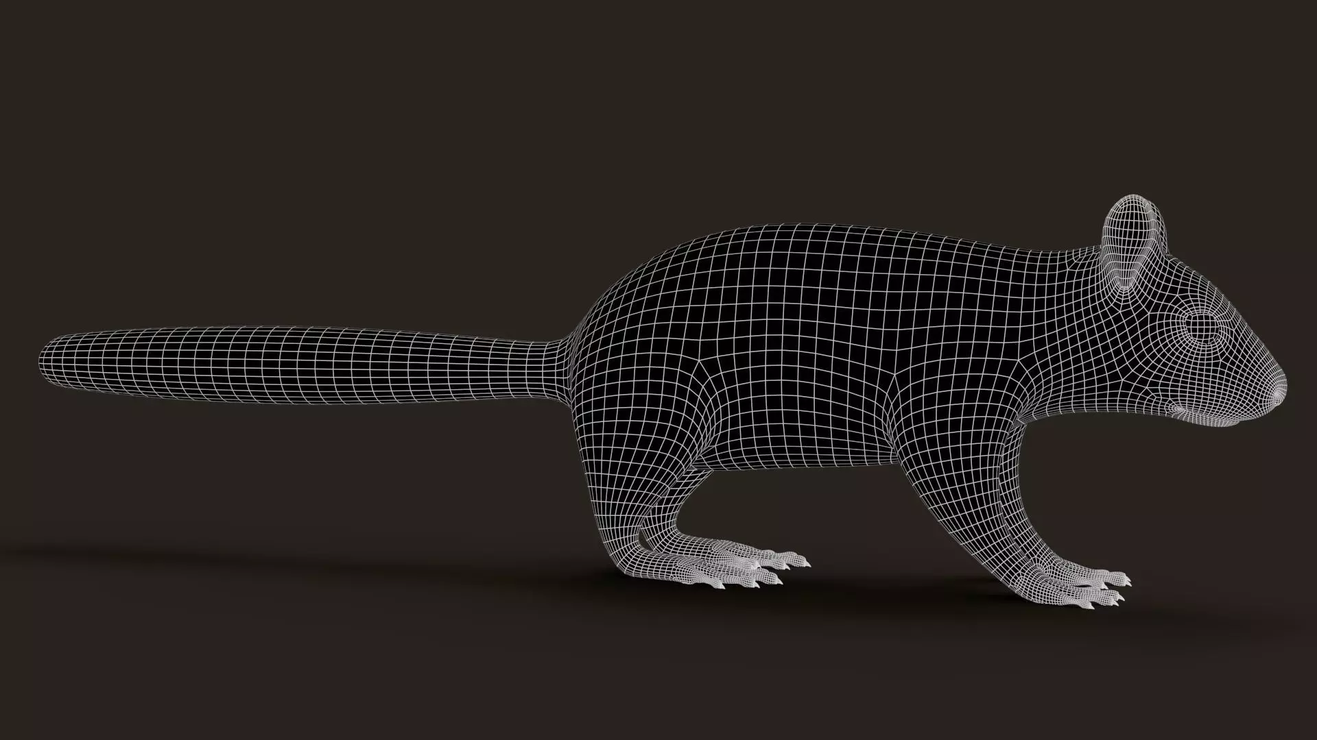 Brown Squirrel Xgen Rigged 3D model_12