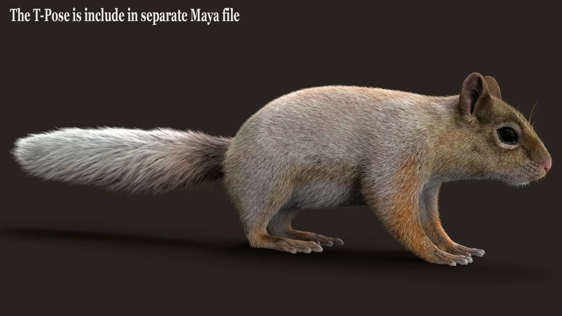 Brown Squirrel Xgen Rigged 3D model_10
