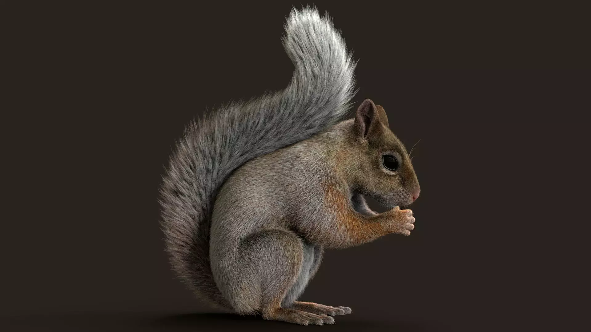 Brown Squirrel Xgen Rigged 3D model_0