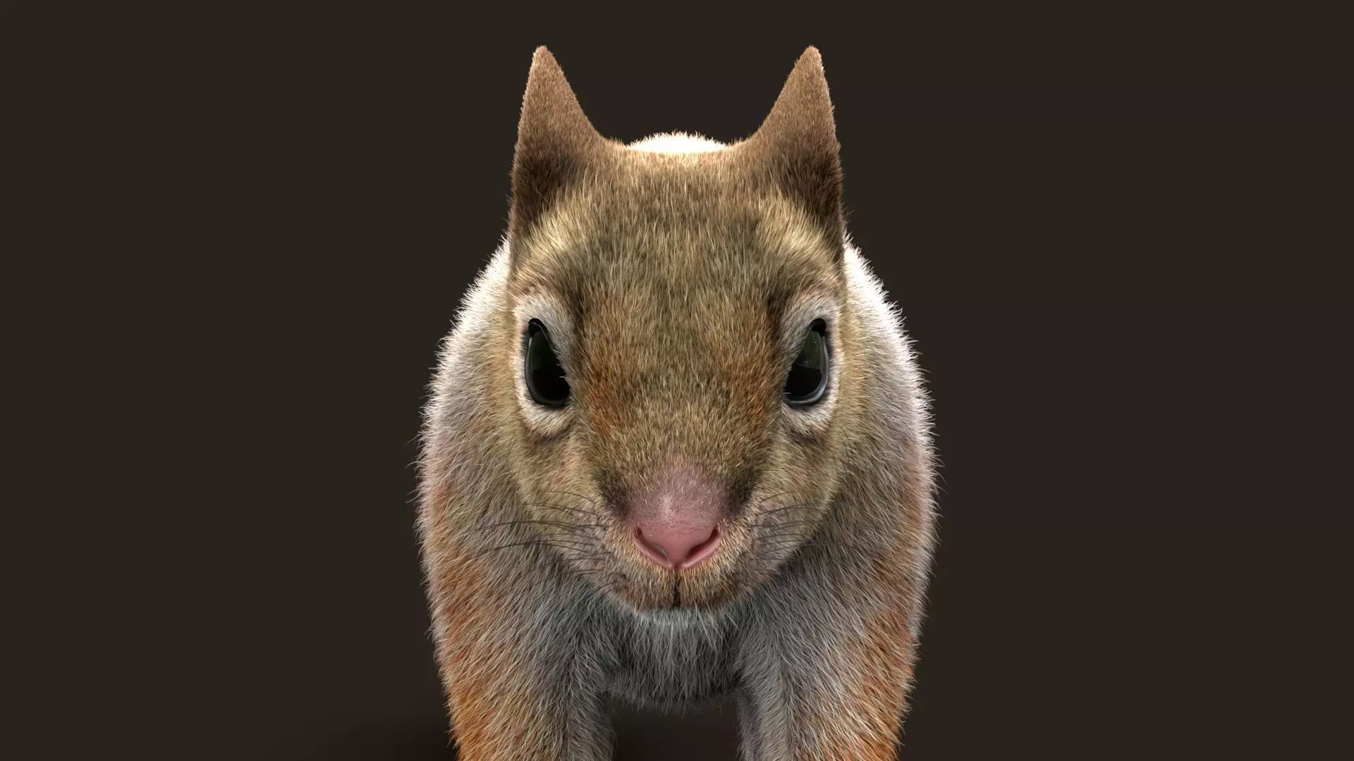 Brown Squirrel Xgen Rigged 3D model_11