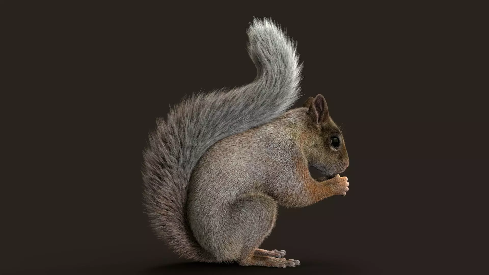 Brown Squirrel Xgen Rigged 3D model_9