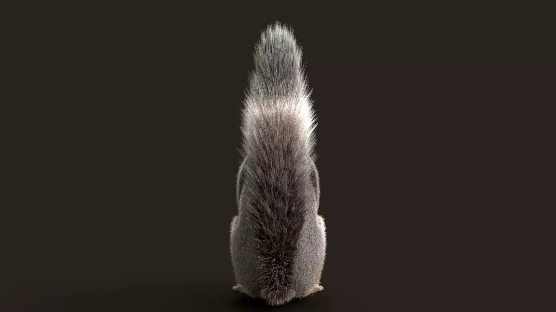 Brown Squirrel Xgen Rigged 3D model_6