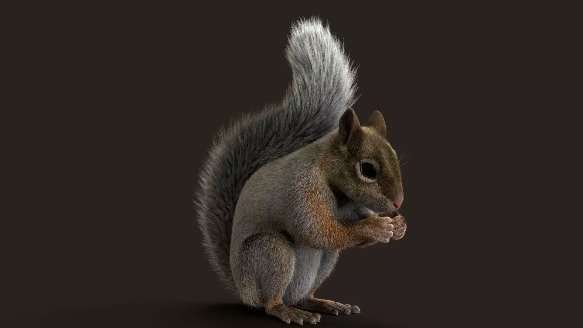 Brown Squirrel Xgen Rigged 3D model_7