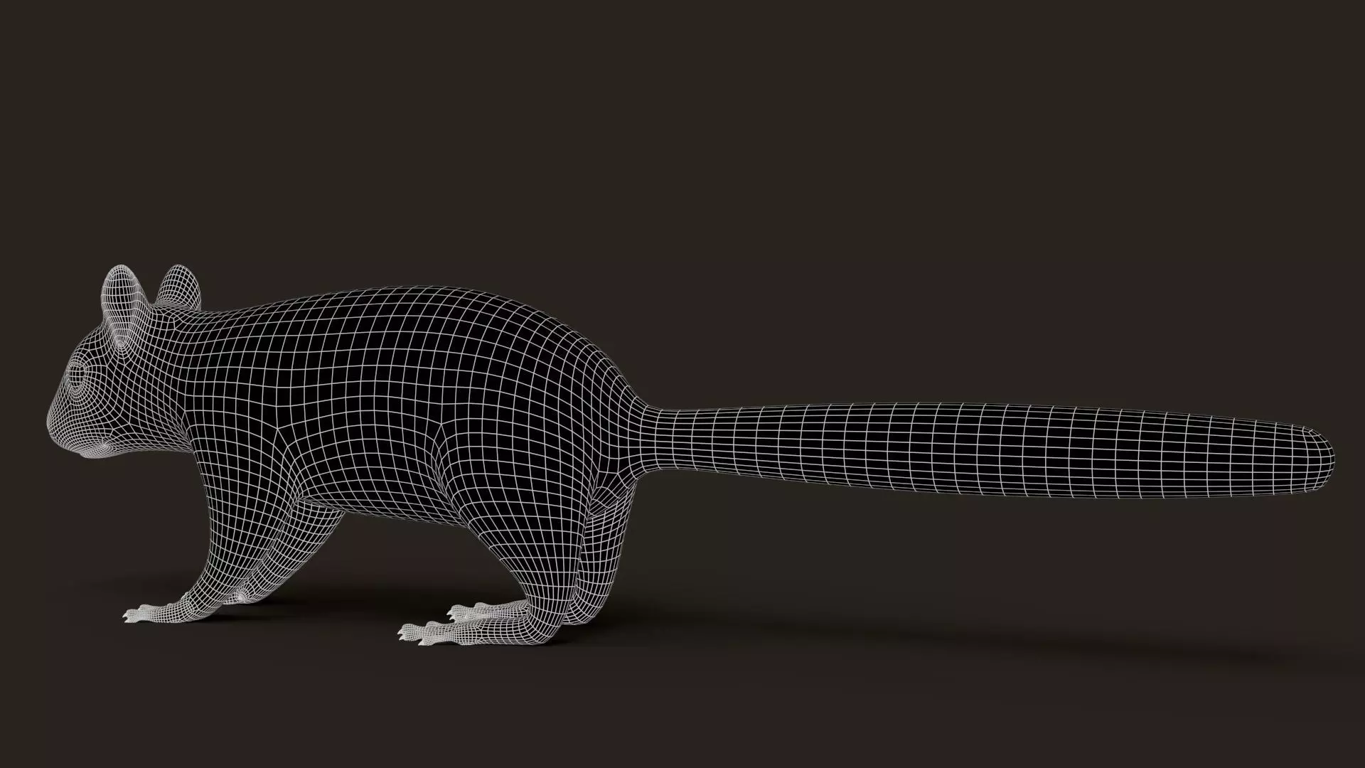 Brown Squirrel Xgen Rigged 3D model_13