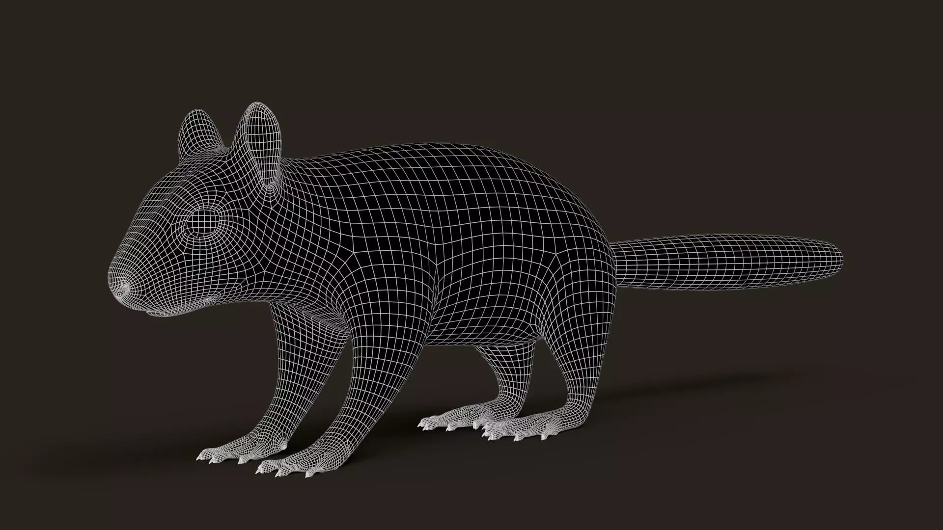 Brown Squirrel Xgen Rigged 3D model_14