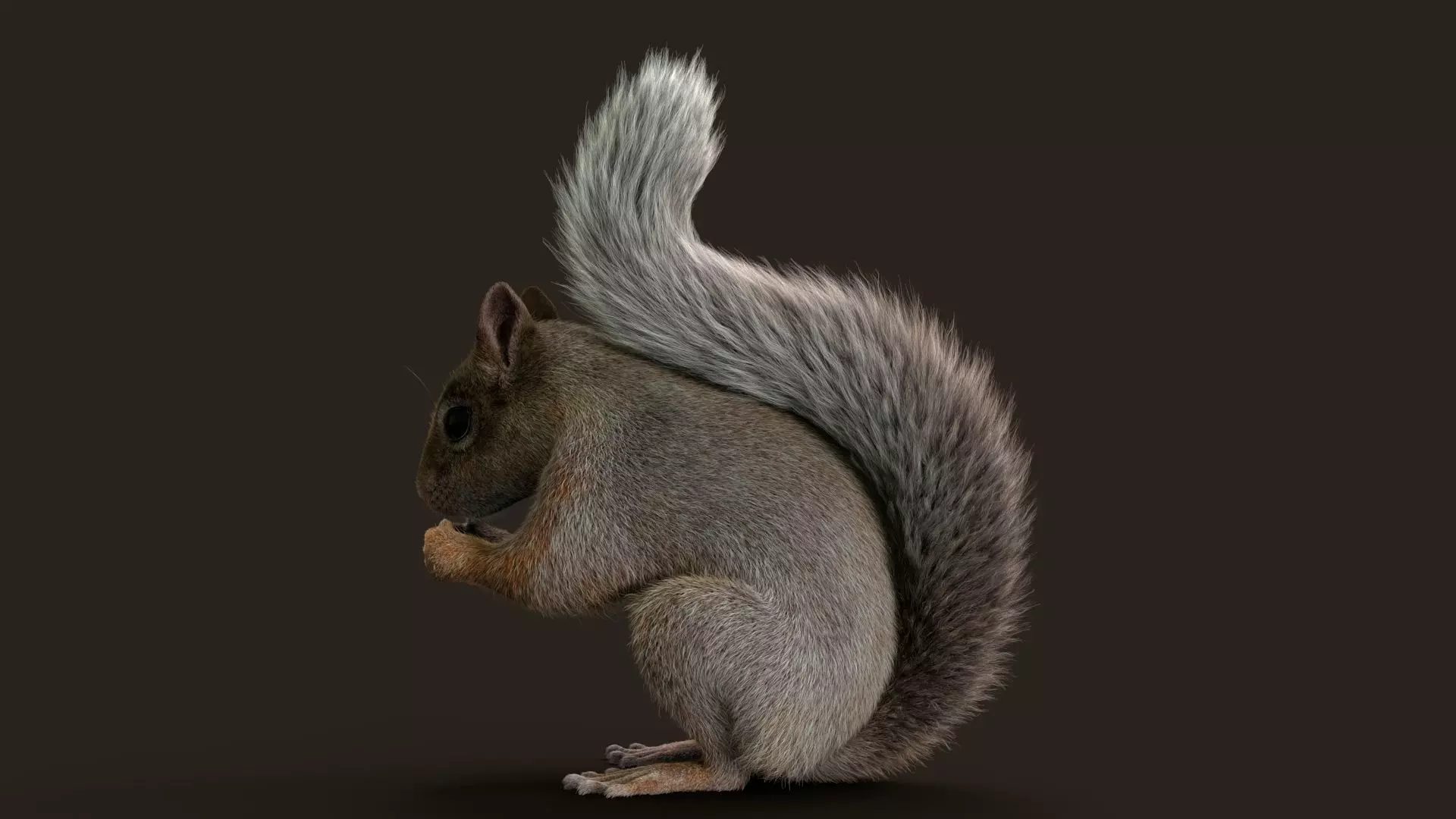 Brown Squirrel Xgen Rigged 3D model_4