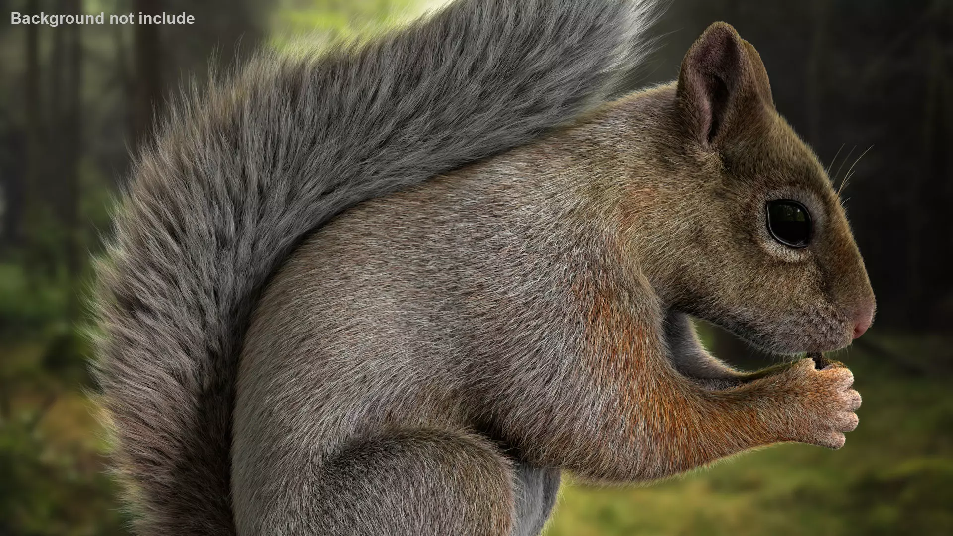 Brown Squirrel Xgen Rigged 3D model_3