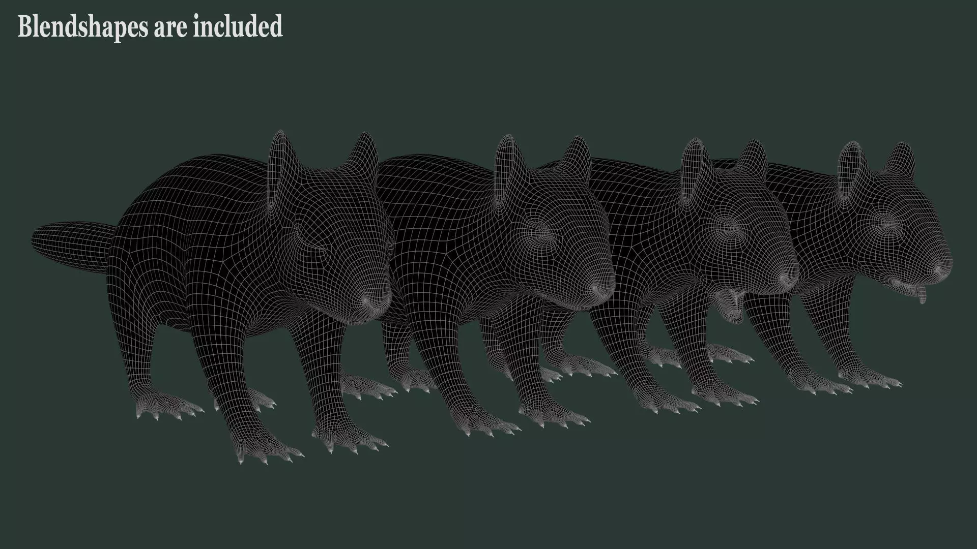 Brown Squirrel Xgen Rigged 3D model_19