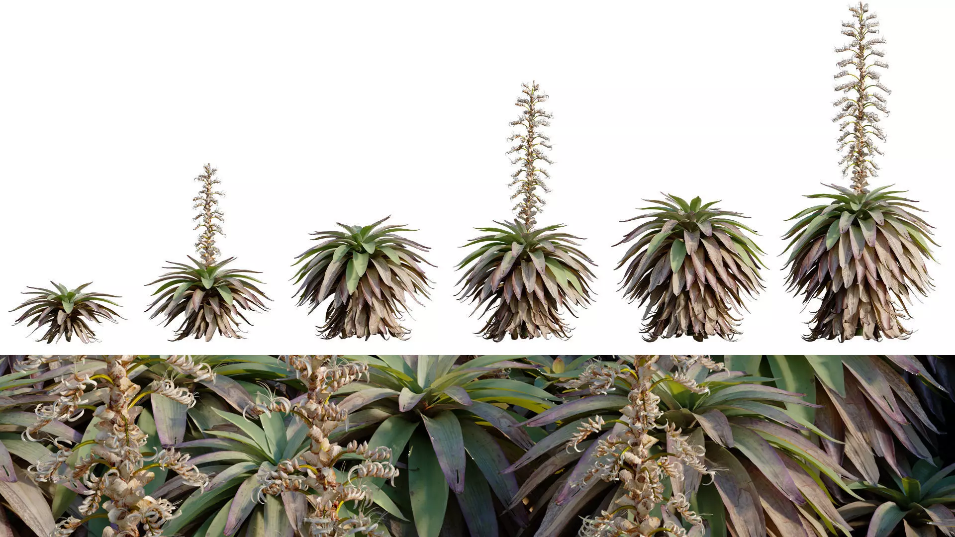 Alcantarea imperialis - Giant Bromeliad - Imperial Bromeliad 04 Low-poly 3D model