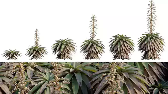 Alcantarea imperialis - Giant Bromeliad - Imperial Bromeliad 04