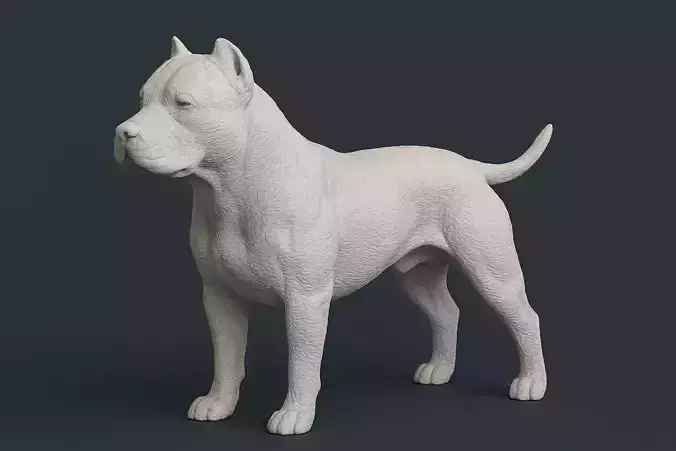 American Pit Bull Terrier