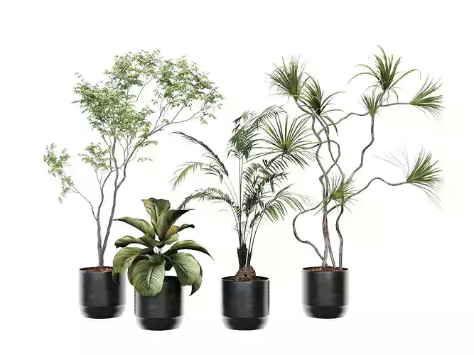 Plants - Shrubs - trees - potted plants