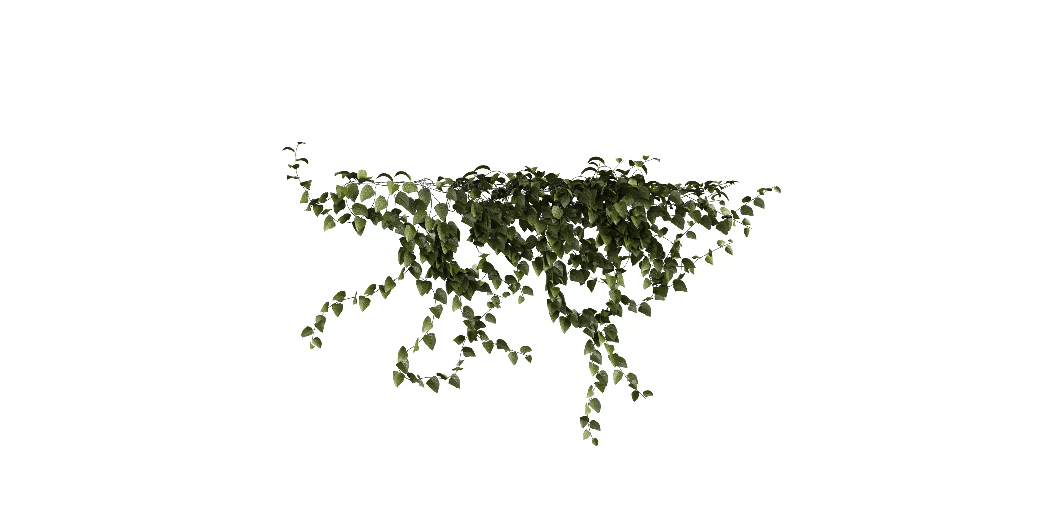 Hanging Wall Ivy 02 Free low-poly 3D model_2