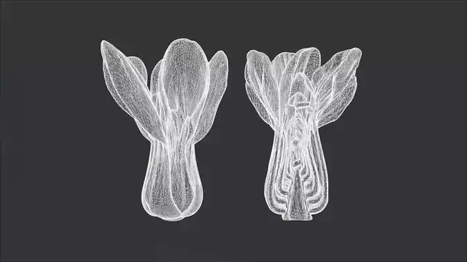 Photorealistic Bok Choy  Bundle - 2 Models 3D model 3