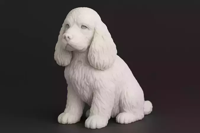 American Cocker Spanie