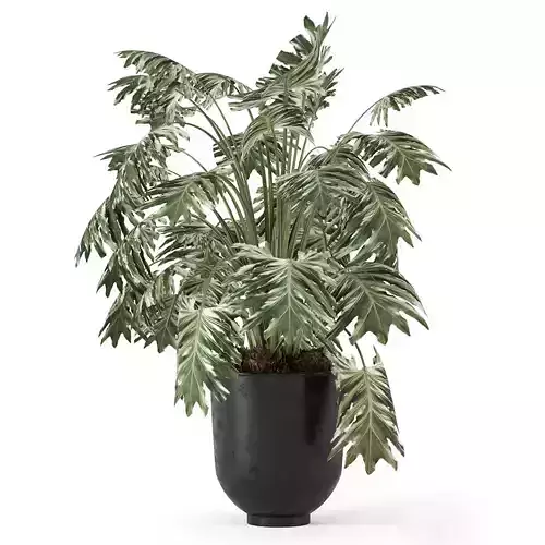 Plants - Shrubs - trees - potted plants