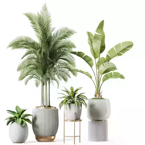 Plants - Shrubs - trees - potted plants