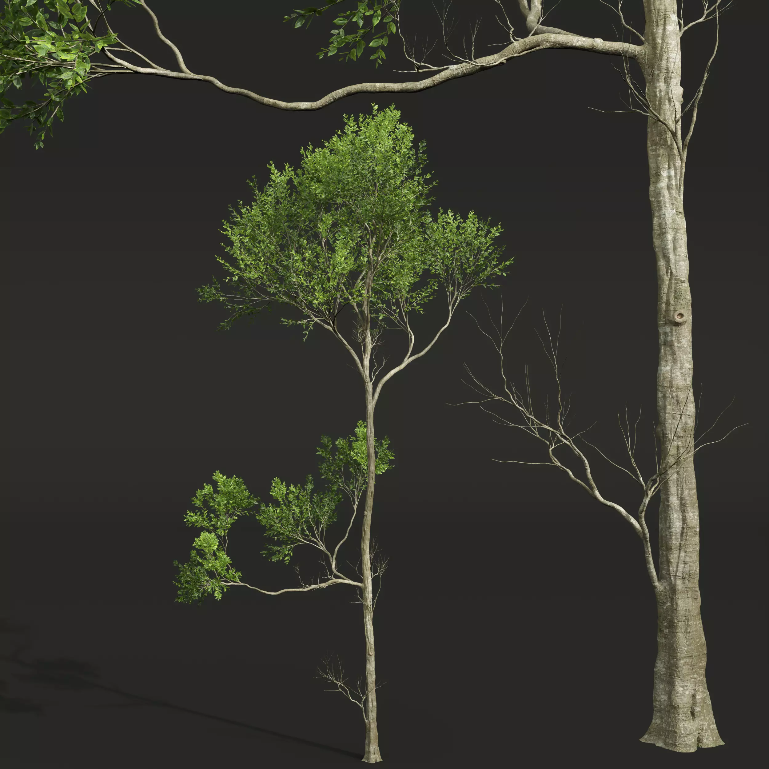 AV Cinnamomum Camphora and Fagus Grandifolia 3D model_6