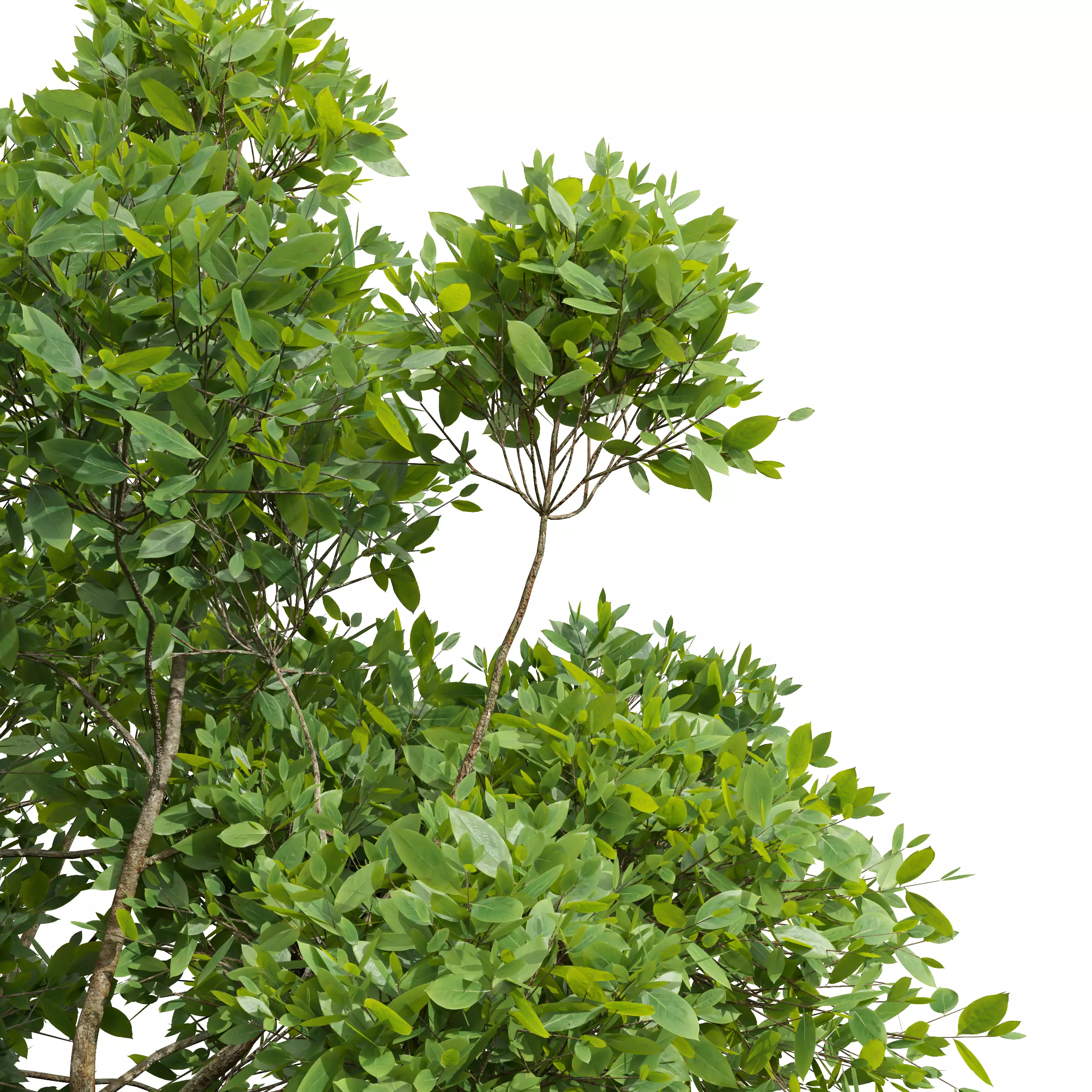 AV Cinnamomum Camphora and Fagus Grandifolia 3D model_5