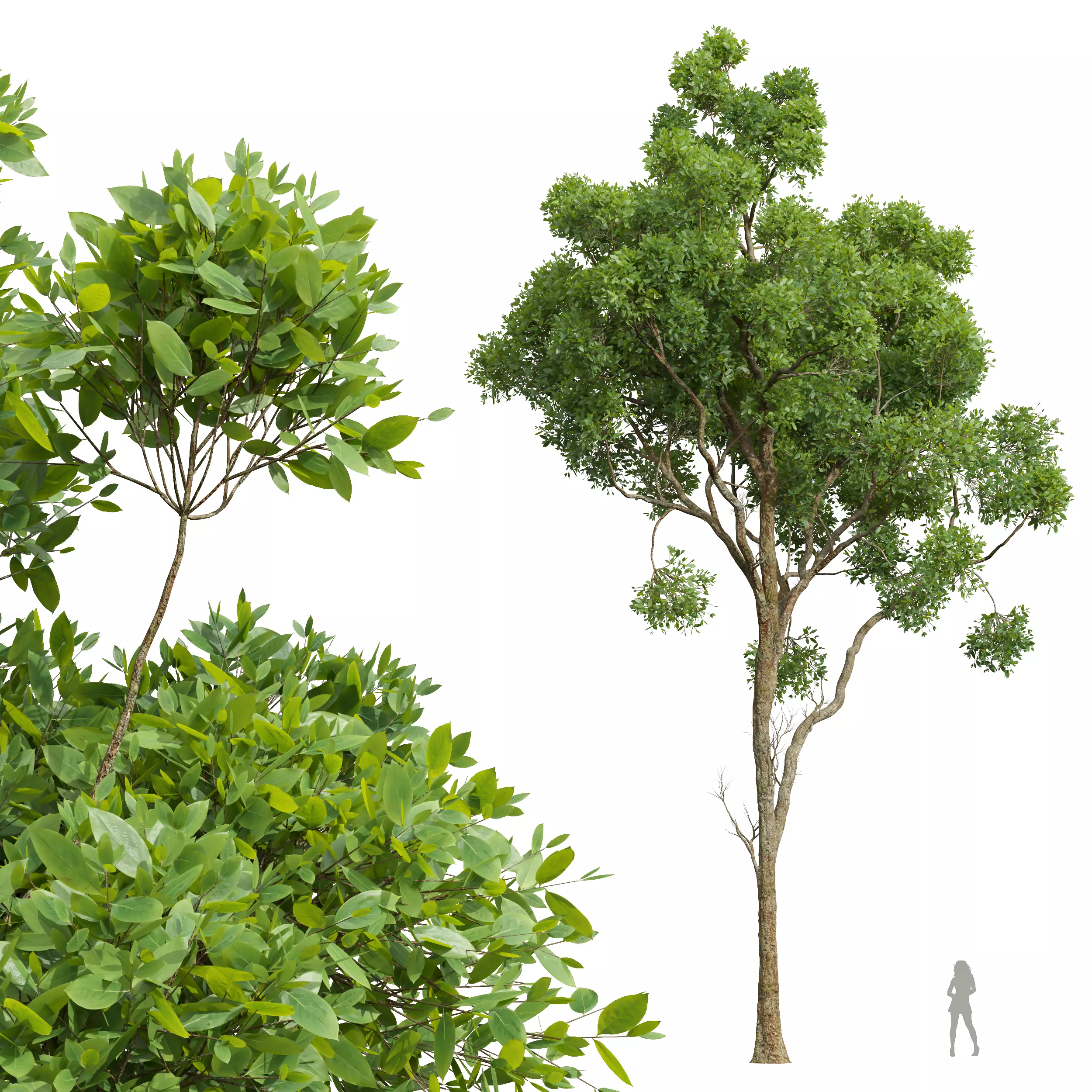 AV Cinnamomum Camphora and Fagus Grandifolia 3D model_2