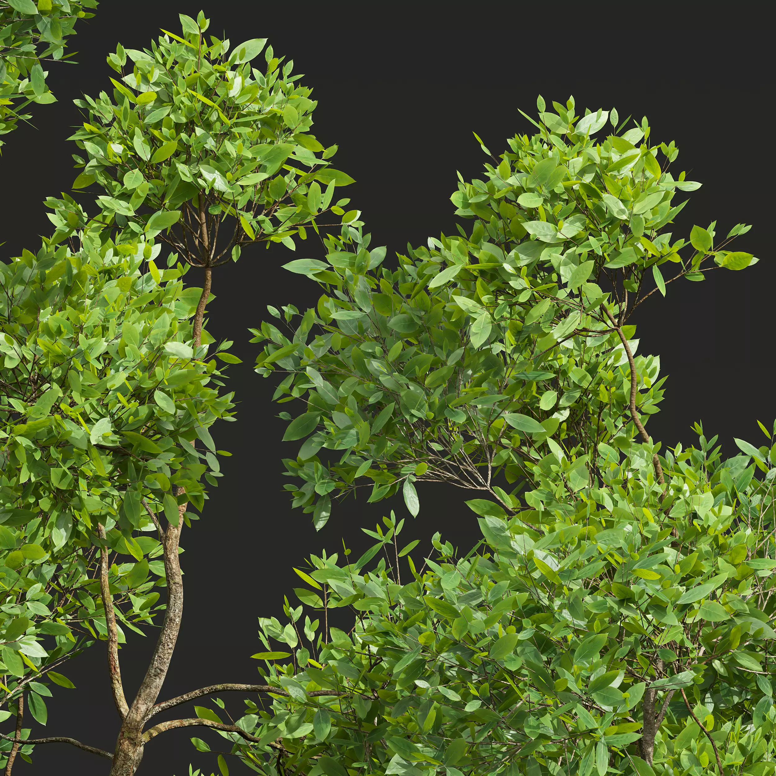 AV Cinnamomum Camphora and Fagus Grandifolia 3D model_1