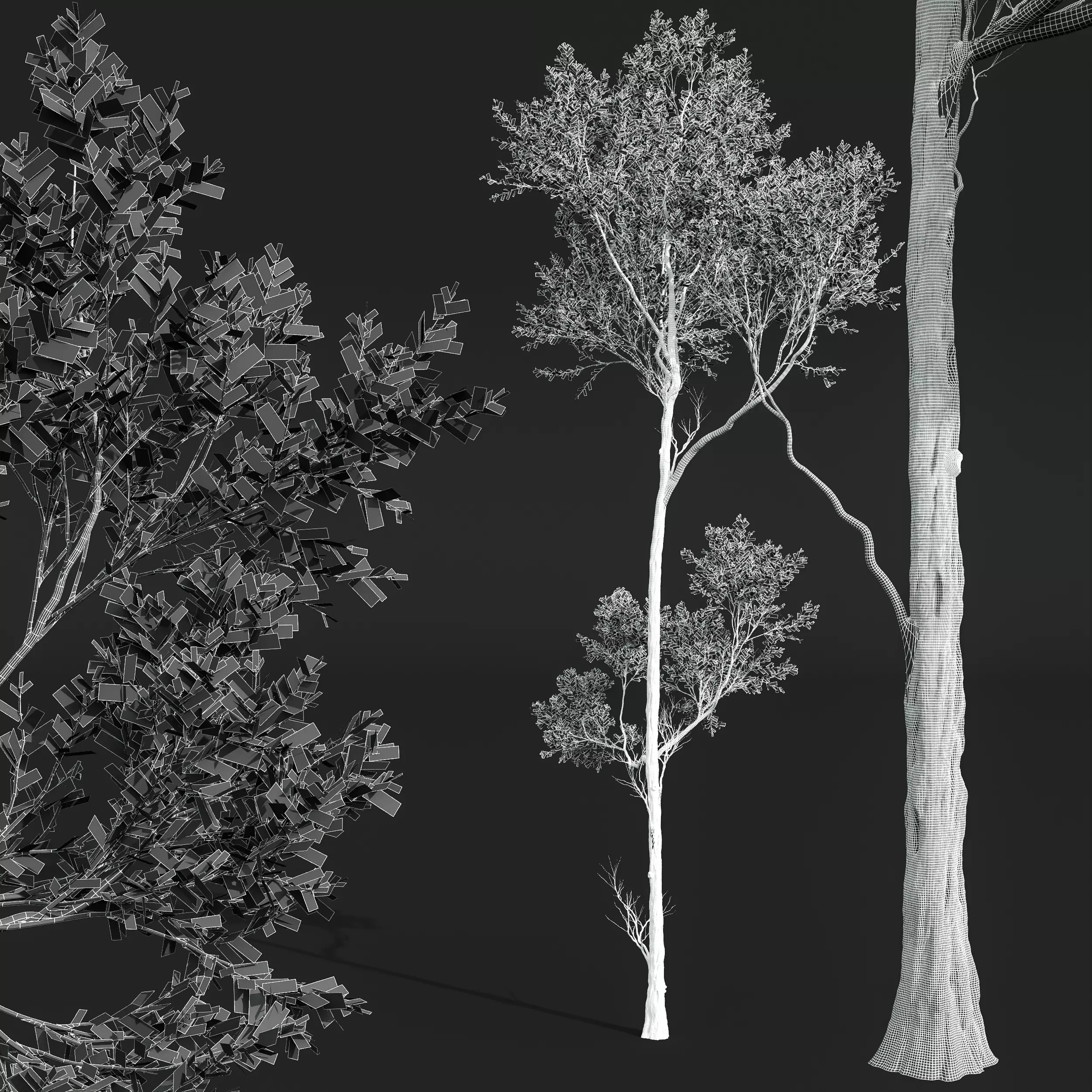 AV Cinnamomum Camphora and Fagus Grandifolia 3D model_9