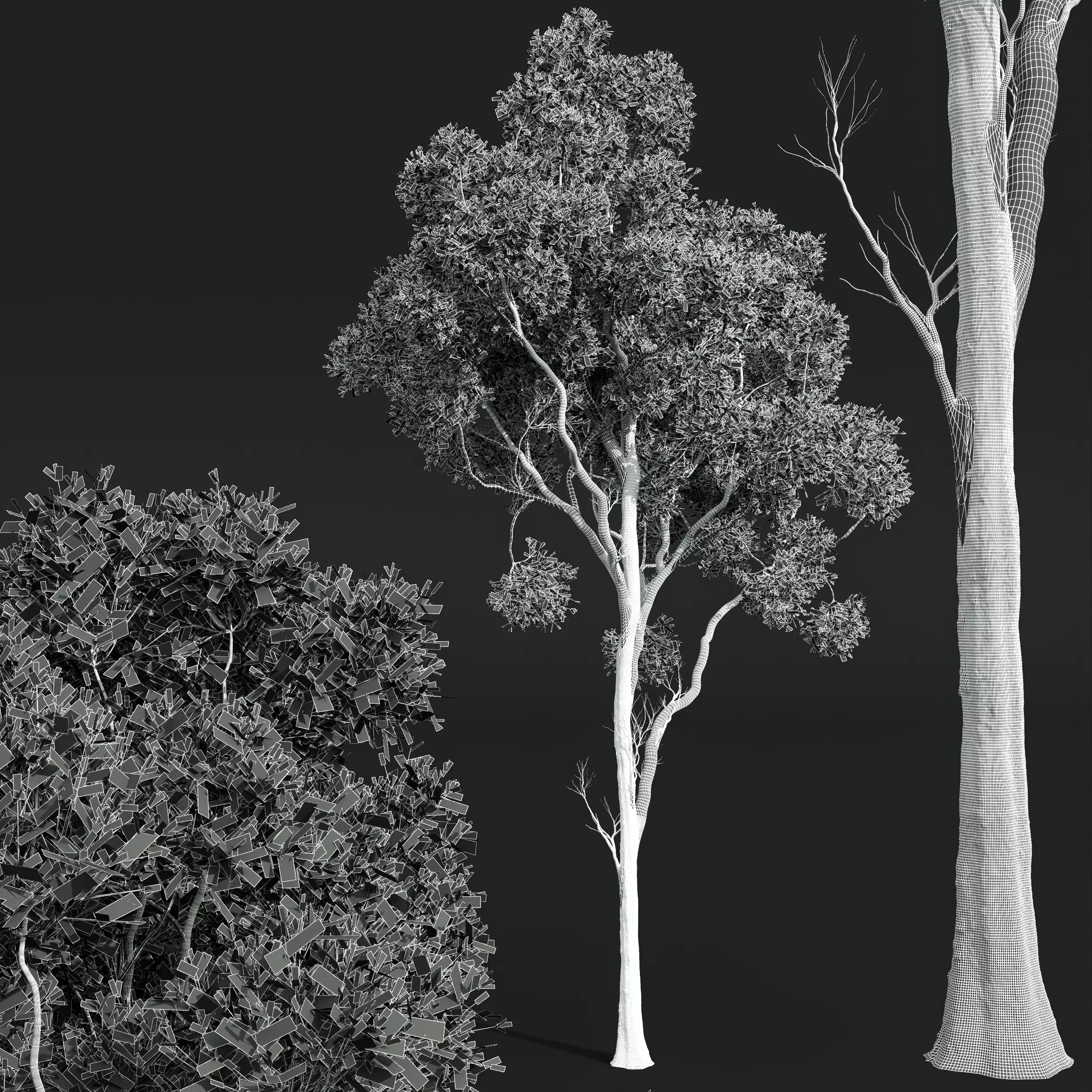 AV Cinnamomum Camphora and Fagus Grandifolia 3D model_10