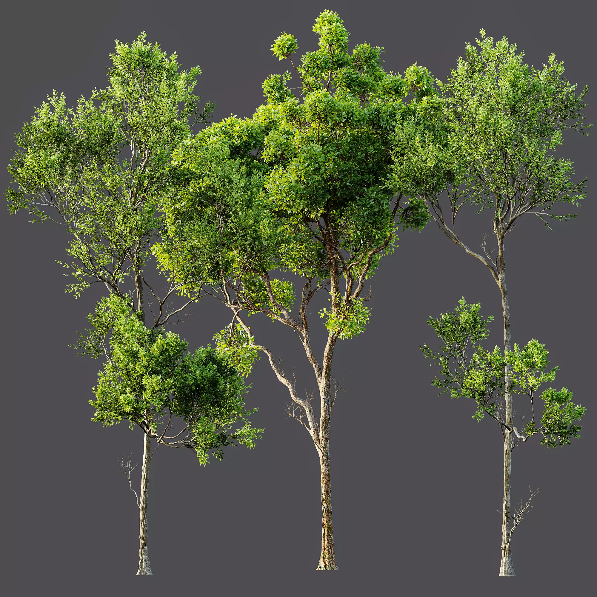 AV Cinnamomum Camphora and Fagus Grandifolia 3D model_7