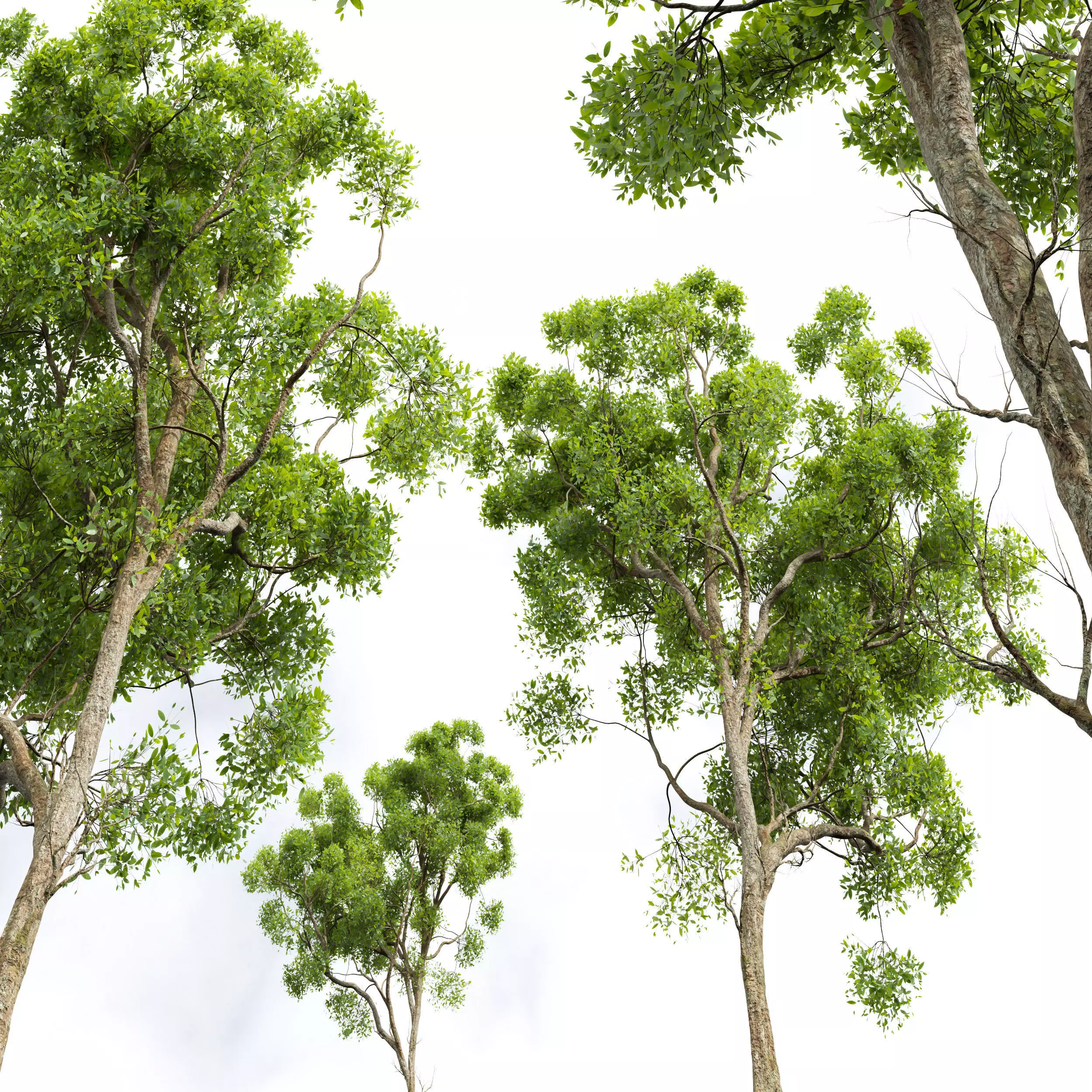 AV Cinnamomum Camphora and Fagus Grandifolia 3D model_3