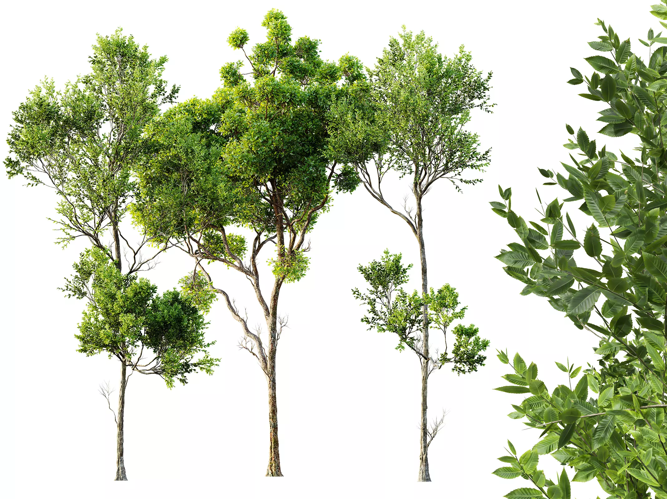 AV Cinnamomum Camphora and Fagus Grandifolia 3D model_0
