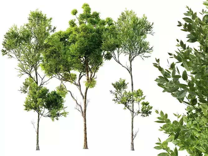 AV Cinnamomum Camphora and Fagus Grandifolia