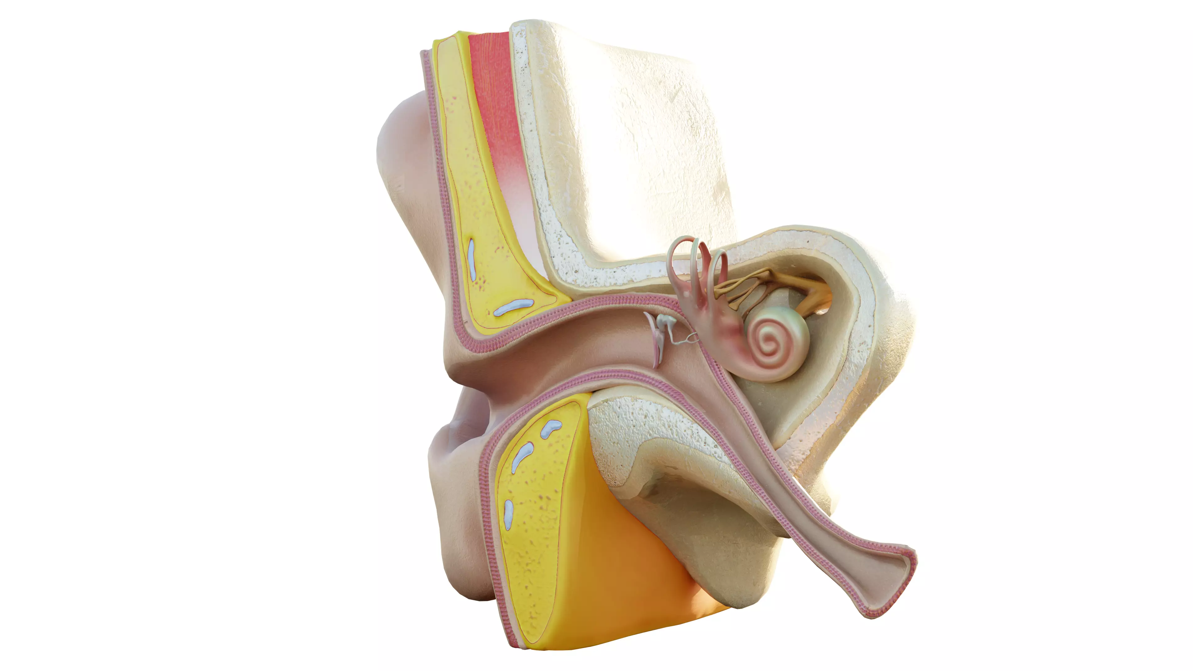 Human Ear Structure Anatomy Model Internal Section Visualization Low-poly 3D model_3