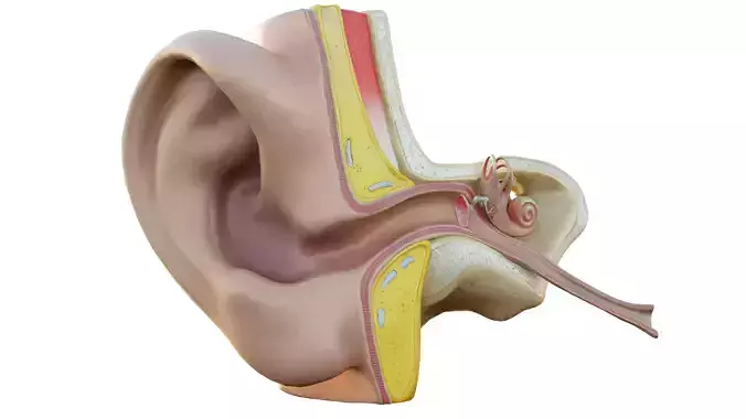 Human Ear Structure Anatomy Model Internal Section Visualization