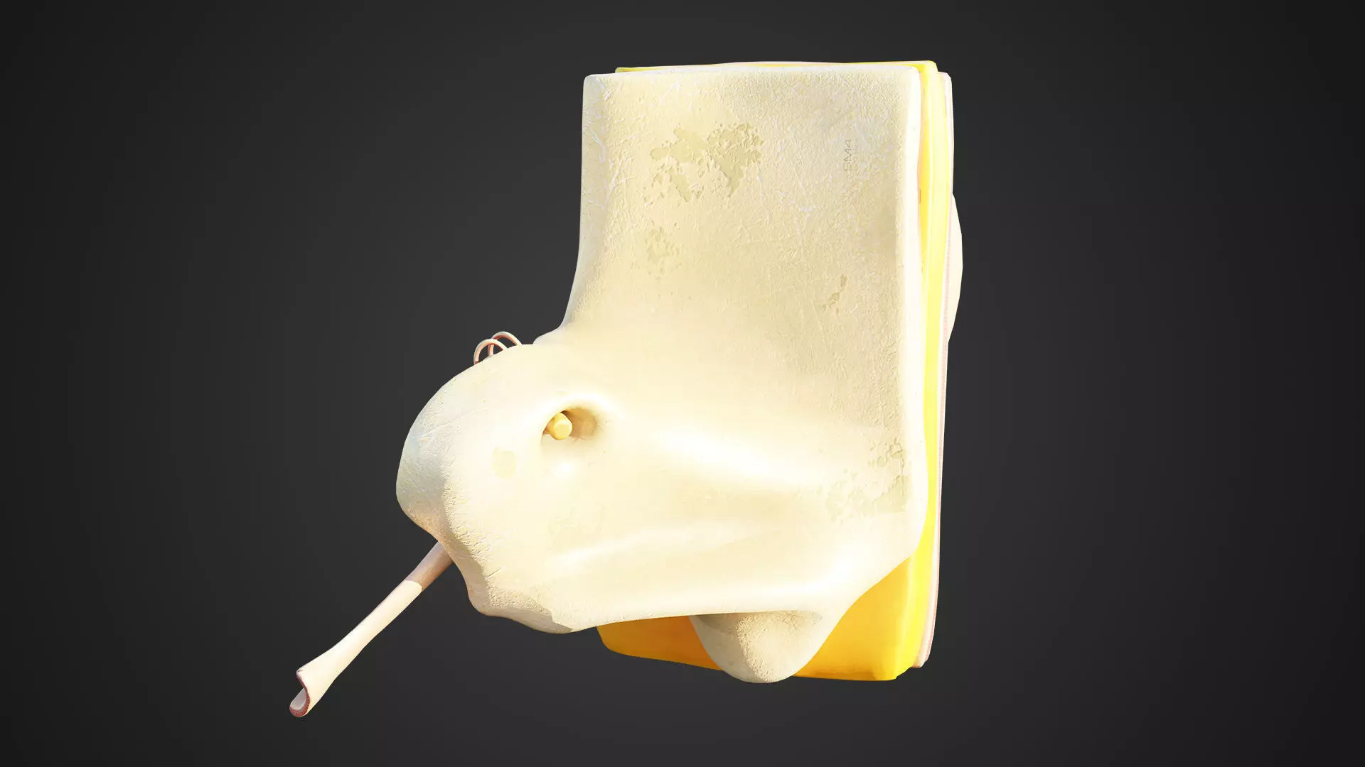 Human Ear Structure Anatomy Model Internal Section Visualization Low-poly 3D model_9