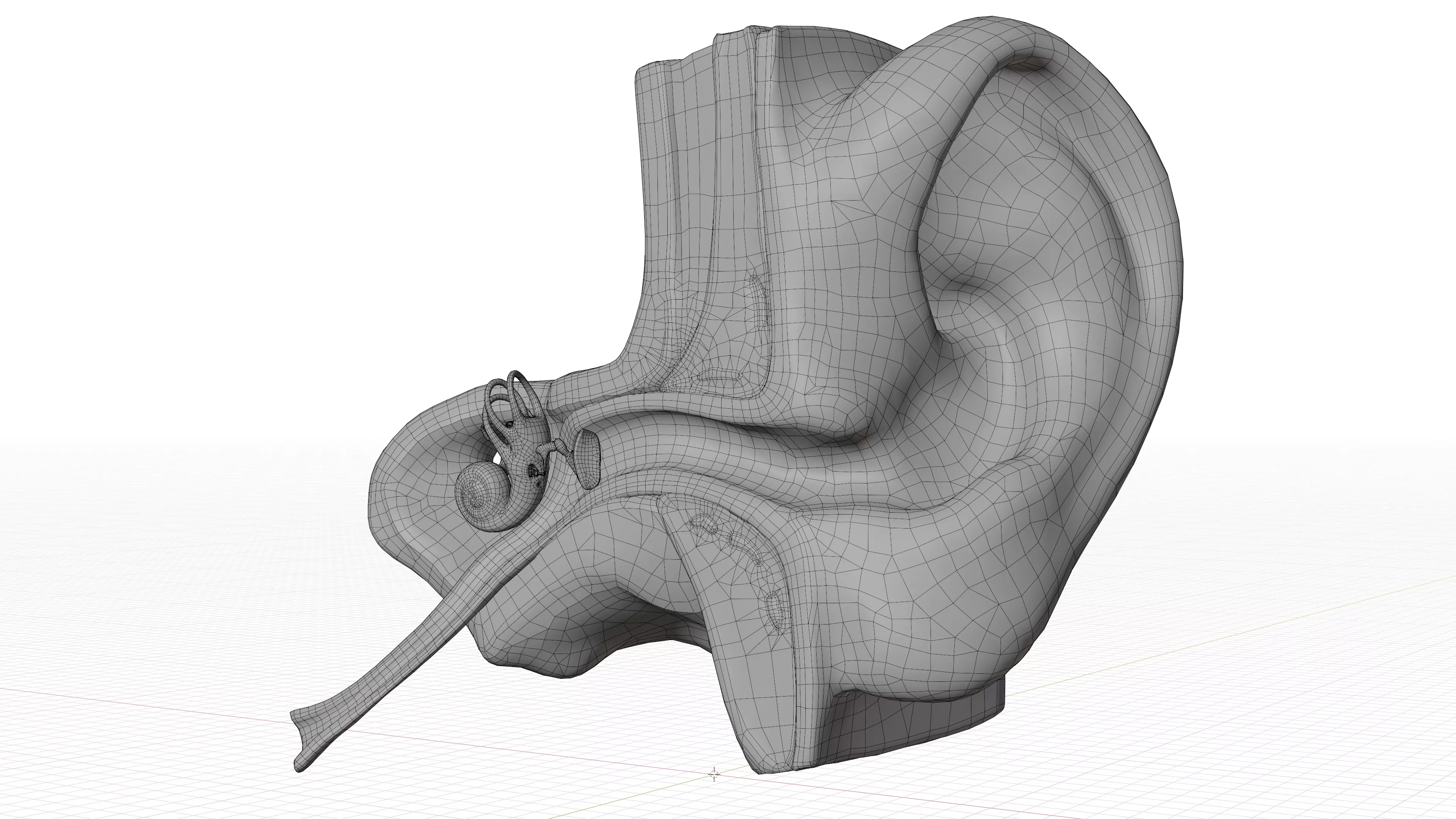 Human Ear Structure Anatomy Model Internal Section Visualization Low-poly 3D model_10