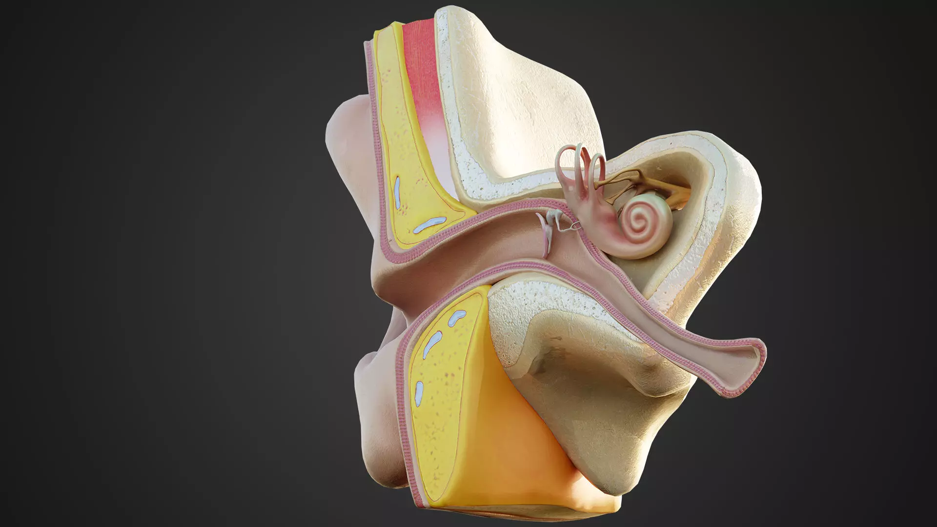 Human Ear Structure Anatomy Model Internal Section Visualization Low-poly 3D model_8