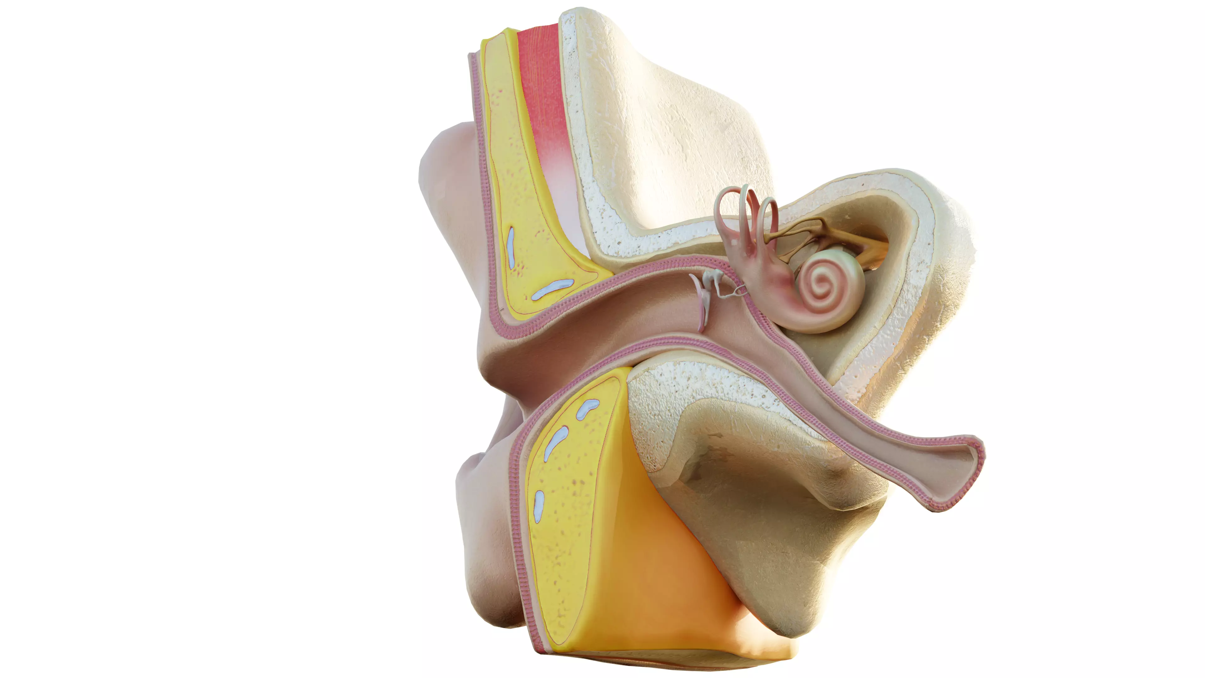 Human Ear Structure Anatomy Model Internal Section Visualization Low-poly 3D model_2