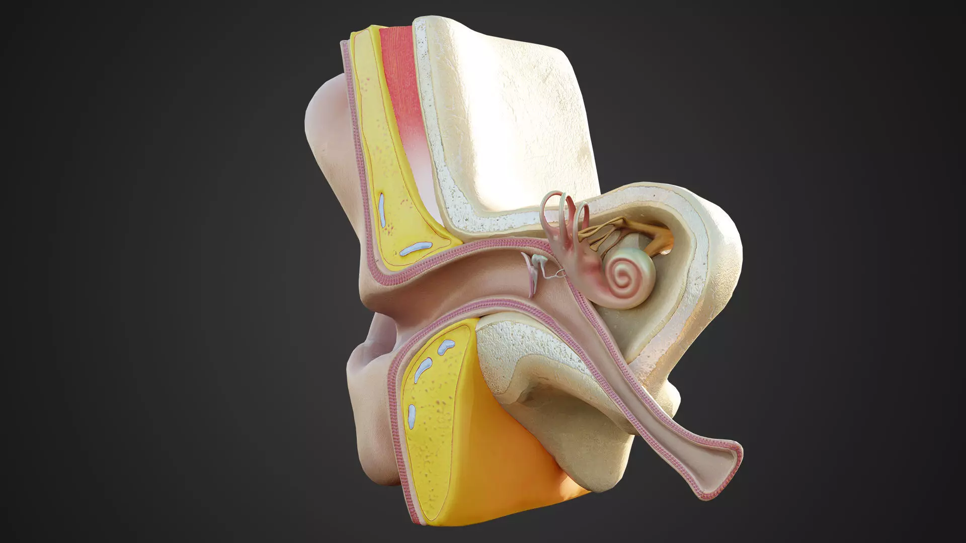 Human Ear Structure Anatomy Model Internal Section Visualization Low-poly 3D model_5