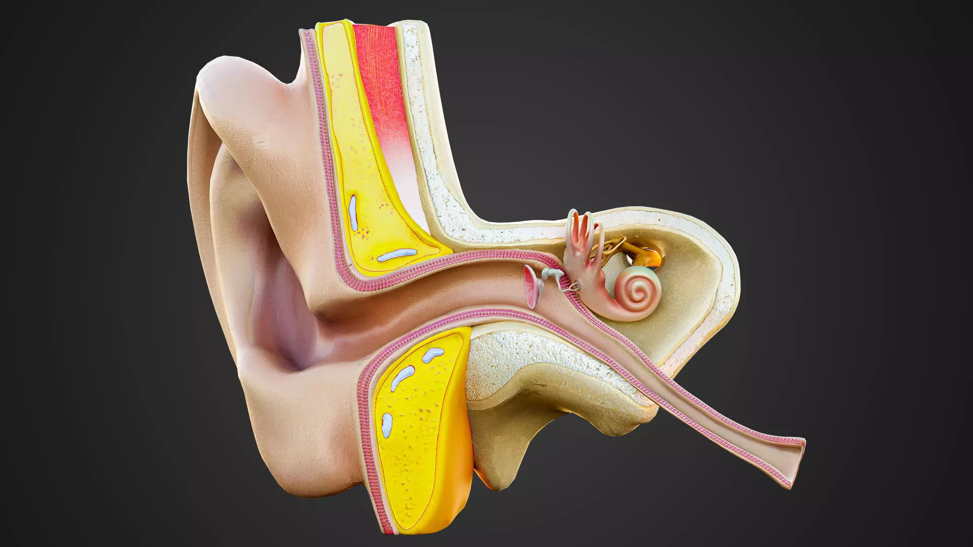 Human Ear Structure Anatomy Model Internal Section Visualization Low-poly 3D model_7