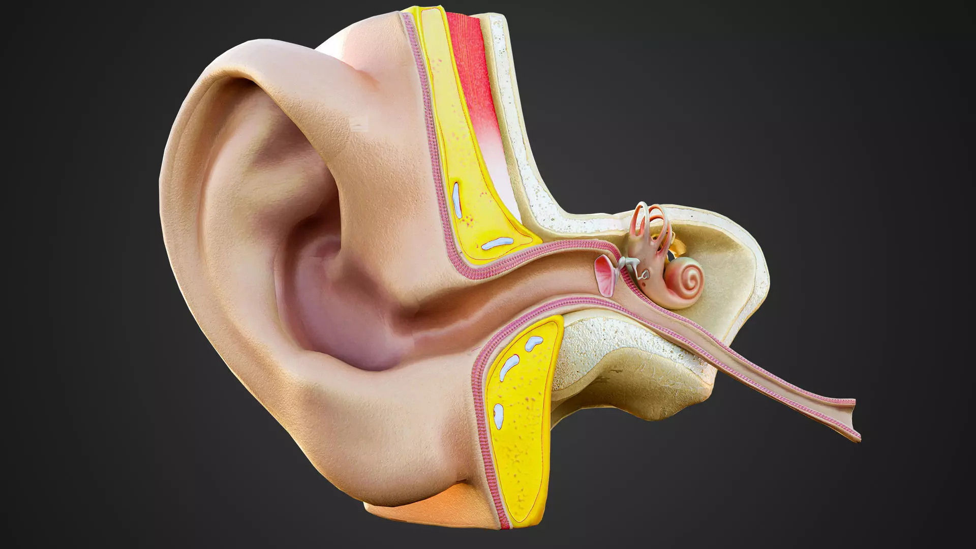 Human Ear Structure Anatomy Model Internal Section Visualization Low-poly 3D model_6