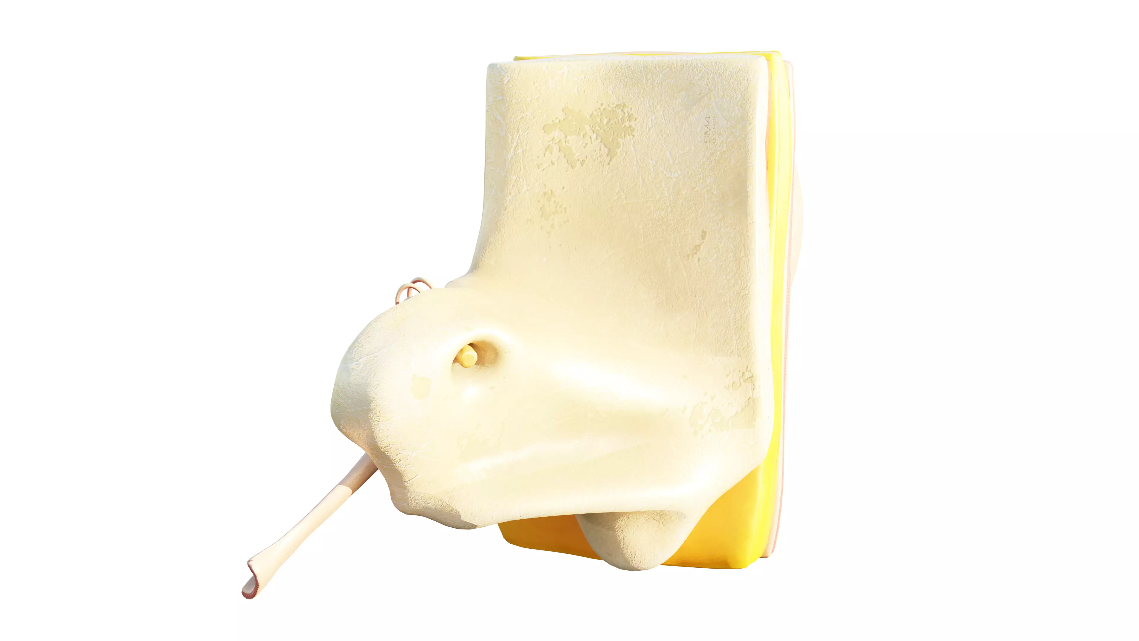 Human Ear Structure Anatomy Model Internal Section Visualization Low-poly 3D model_4