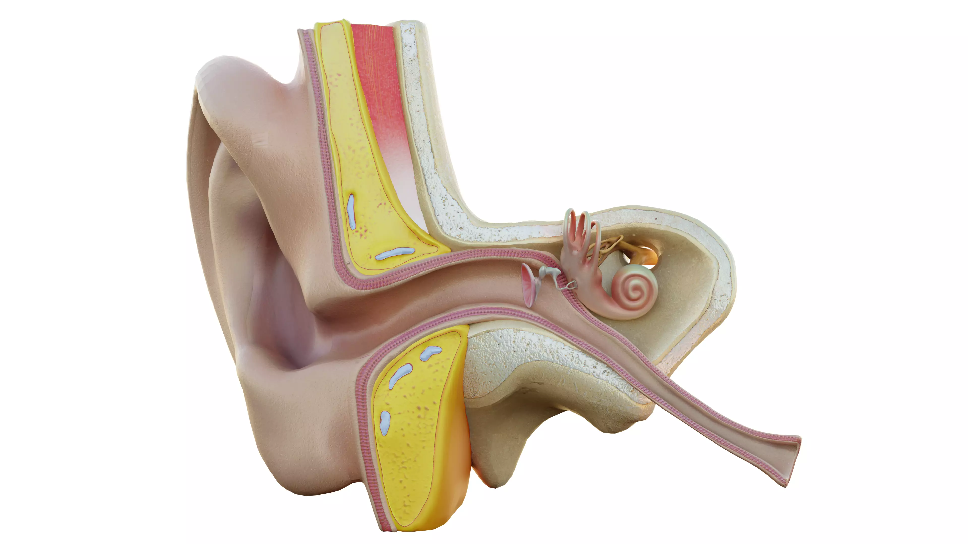 Human Ear Structure Anatomy Model Internal Section Visualization Low-poly 3D model_1