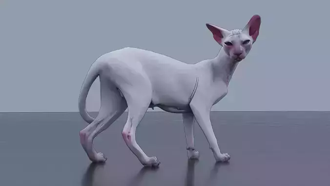 Sphynx Cat