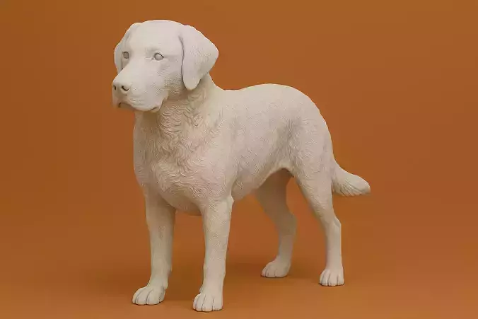 Chesapeake Bay Retriever Dog Animal