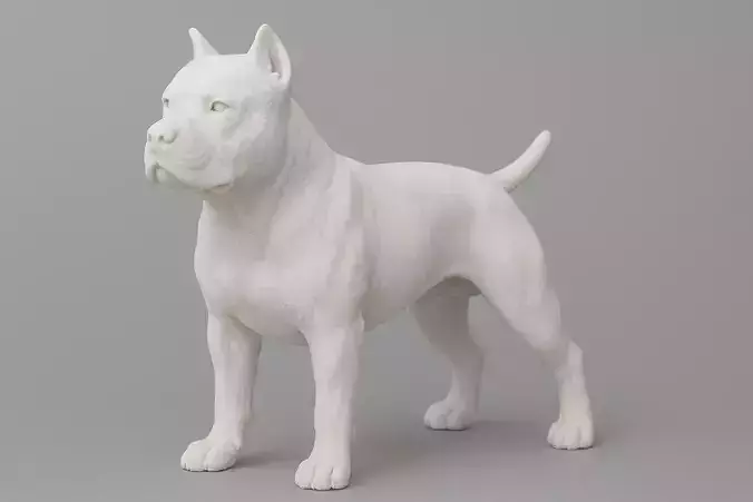 American Staffordshire Terrier Dog