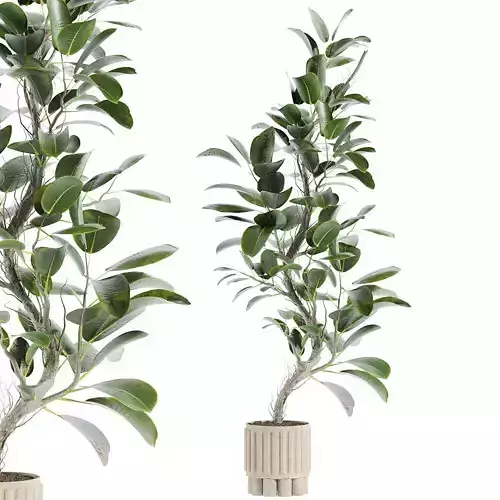 Plants - Shrubs - trees - potted plants