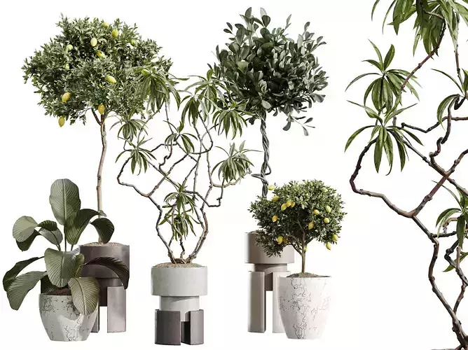 AV Indoor Plants Set 403 lemon Ficus Japandi Calathea Lutea