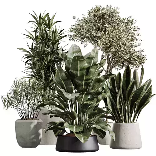 AV Indoor Plants Set 404 Sansevieria ParadiseBird Olive