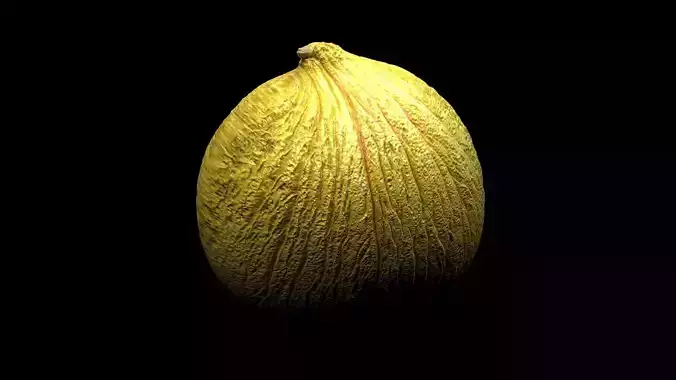 Casaba Melon 3D model 7
